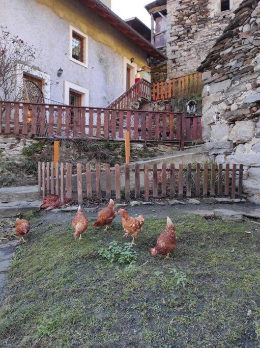 Casa Del Cios Calda E Intima Casetta Immersa Nel Verde Delle Montagne Alpe Basciumo Dış mekan fotoğraf