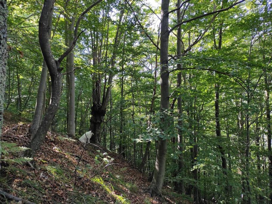Casa Del Cios Calda E Intima Casetta Immersa Nel Verde Delle Montagne Alpe Basciumo Dış mekan fotoğraf